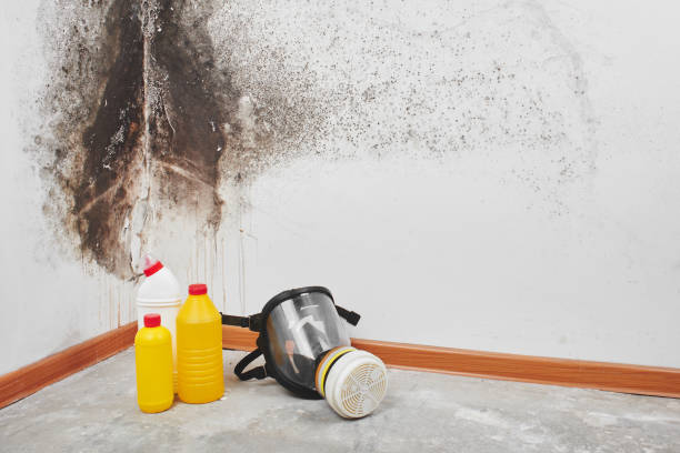 Best Residential Mold Removal  in Corte Madera, CA