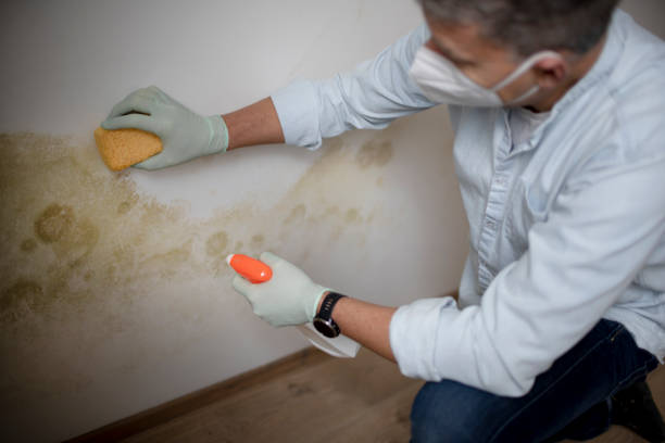 Best Mold Remediation  in Corte Madera, CA