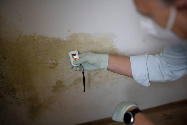 Best Professional Mold Removal  in Corte Madera, CA