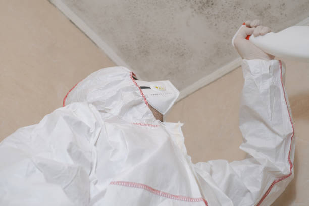 Best Fast Mold Removal  in Corte Madera, CA