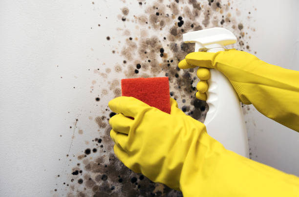 Best Mold Testing  in Corte Madera, CA