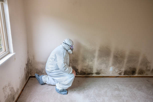 Best Commercial Mold Removal  in Corte Madera, CA