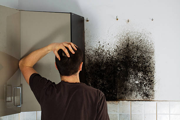 Best Toxic Mold Removal  in Corte Madera, CA