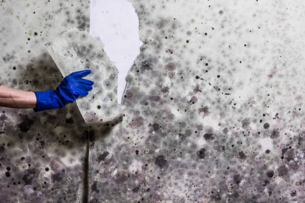 Best Same-Day Mold Removal  in Corte Madera, CA
